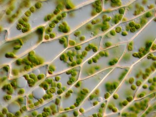 Микроскопическое изображение клеток листа мха. Источник: Alan Phillips / E+, Getty Images