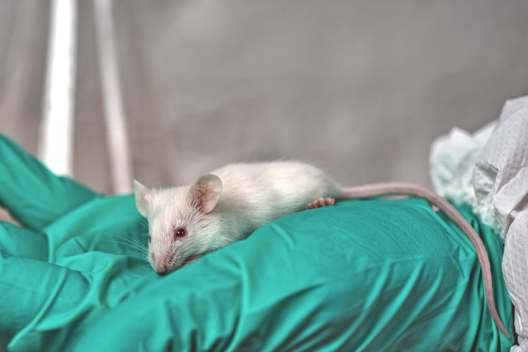 Витамин D повышает иммунитет к раковым заболеваниям у мышей