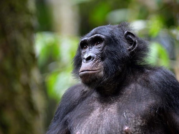 Бонобо по кличке Джексон в заповеднике бонобо Коколопори, Демократическая Республика Конго